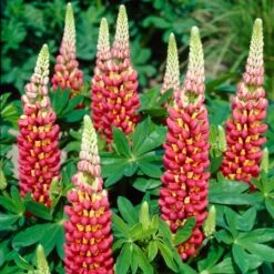Lupin West Country Tequila Flame