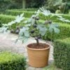 UK Hardy Fig Tree | 'Brown Turkey'