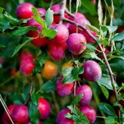 Award Winning Patio Fruit Tree Collection | Cherry, Pear & Plum | Growers' Choice -Green Glory Outlet Store victoria plum tree 2