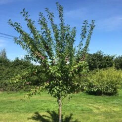 3 Super Easy To Grow Fruit Trees | Apple, Fig & Plum -Green Glory Outlet Store victoriaplumyoungtree 374b3197 2b25 4629 951c 4dbfc0e4e568
