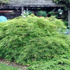 Green Weeping Japanese Maple Tree | Acer Palmatum 'Dissectum Viride' -Green Glory Outlet Store viride 3