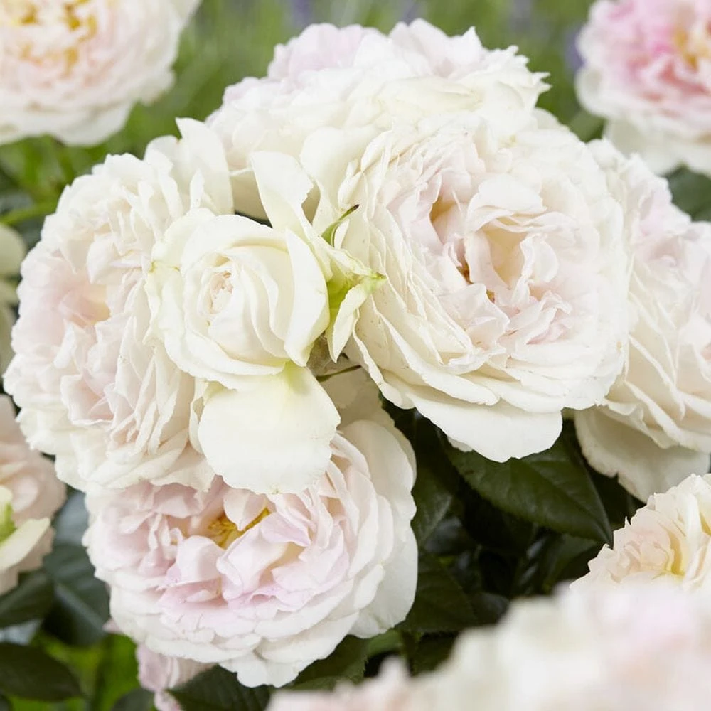 'Herkules' Shrub Rose 1 'Herkules' Shrub Rose