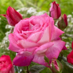 'Patio Hit Dafne' Patio Shrub Rose -Green Glory Outlet Store visi116548 dafne