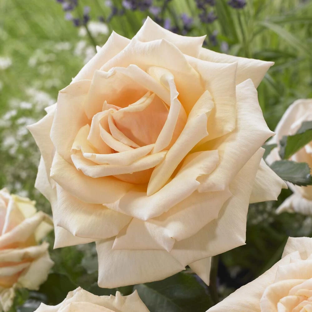 'Diamond Jubilee' Hybrid Tea Rose 2 'Diamond Jubilee' Hybrid Tea Rose - Image 2