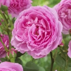 'Pink Martini' Hybrid Tea Rose -Green Glory Outlet Store visi129959 pink martini