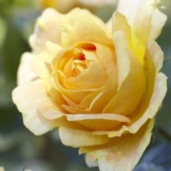 'Global Beauty (Candlelight)' Hybrid Tea Rose -Green Glory Outlet Store visi130248 candlelight