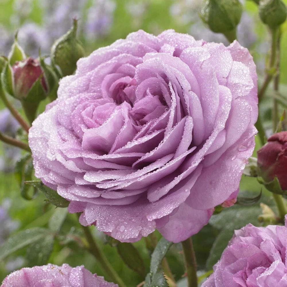'Lavender Ice' Patio Shrub Rose 3 'Lavender Ice' Patio Shrub Rose - Image 3