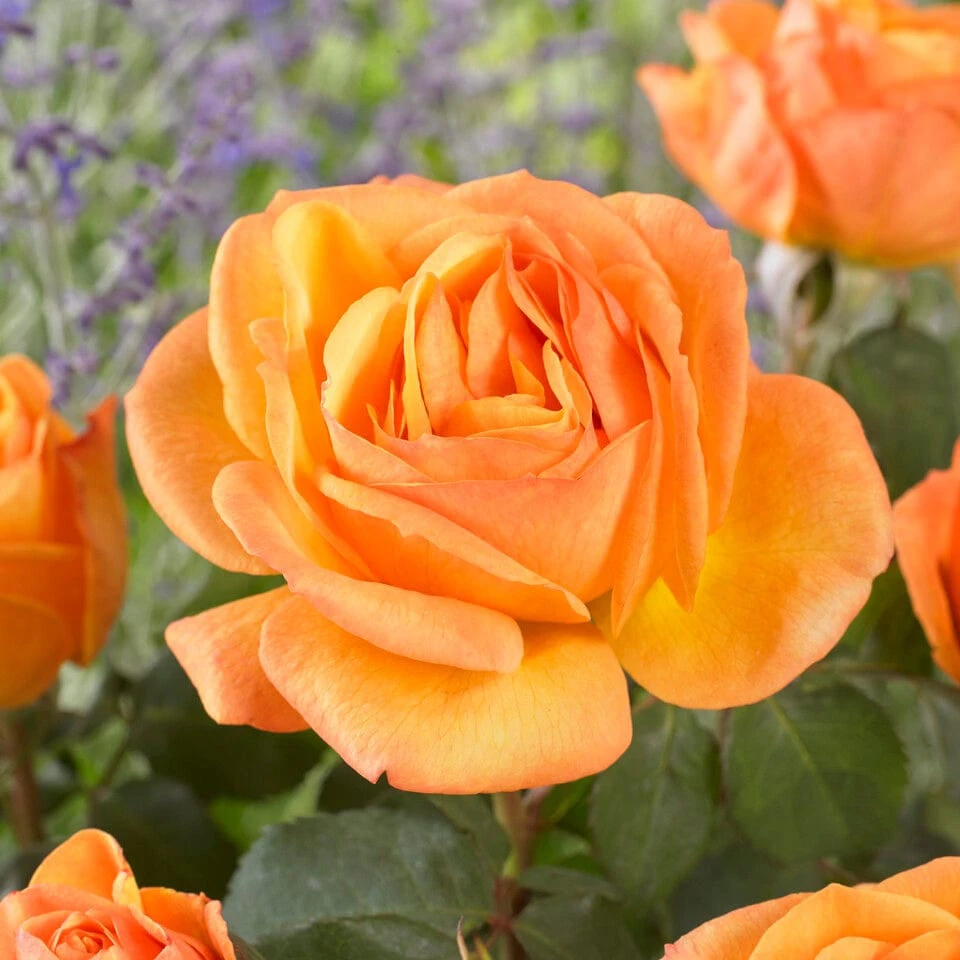 'Parade Radmila' Patio Shrub Rose 2 'Parade Radmila' Patio Shrub Rose - Image 2