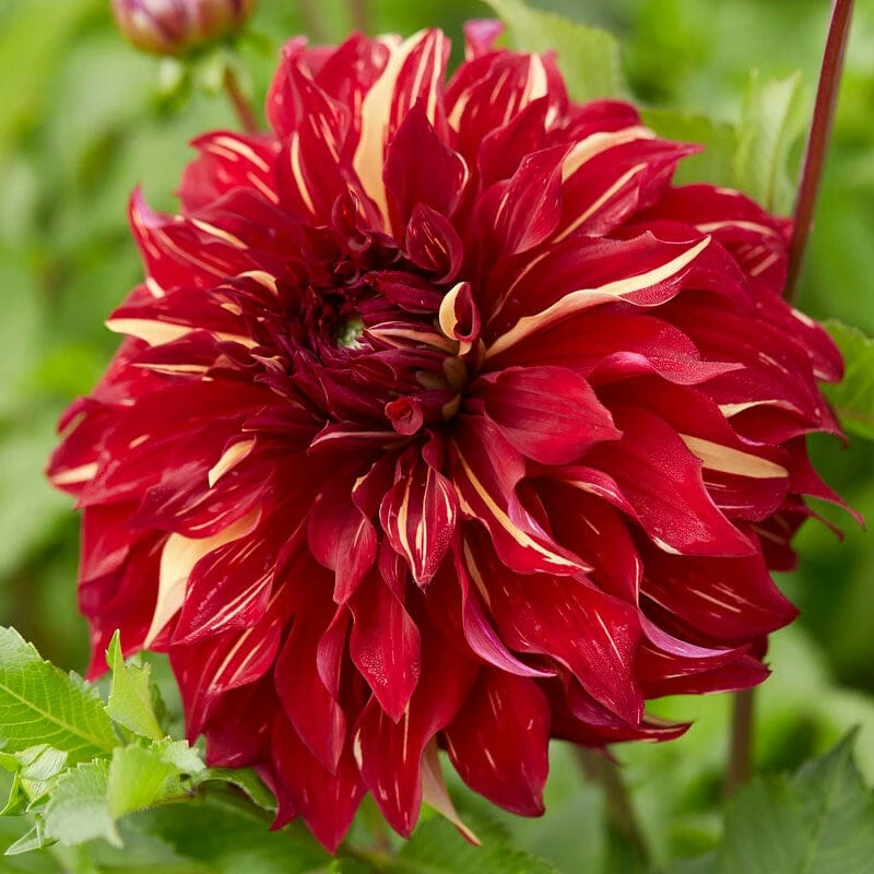 Dahlia Bohemian Spartacus 1 Dahlia Bohemian Spartacus