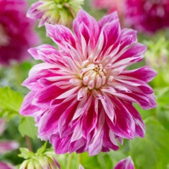 Dahlia 'Purple Explosion'