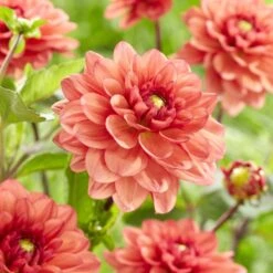 Dahlia 'Orange Girl' -Green Glory Outlet Store visi185618
