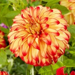 Dahlia Lady Darlene