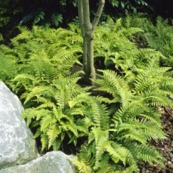 Tassel Fern | Polystichum Polyblepharum -Green Glory Outlet Store visi25701