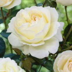 'Sirius' Bedding Rose 6 'Sirius' Bedding Rose -Green Glory Outlet Store visi25913 sirius