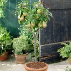 Award Winning Patio Fruit Tree Collection | Cherry, Pear & Plum | Growers' Choice -Green Glory Outlet Store visi28811