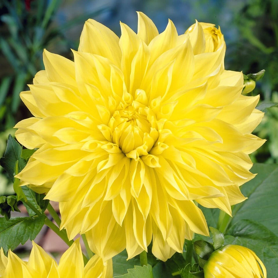 Dahlia Kelvin Floodlight 1 Dahlia Kelvin Floodlight