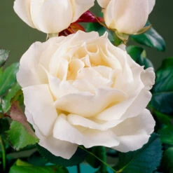 'Patio Hit Georgia' Patio Shrub Rose 6 'Patio Hit Georgia' Patio Shrub Rose -Green Glory Outlet Store visi35488 georgia