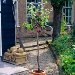 Award Winning Patio Fruit Tree Collection | Cherry, Pear & Plum | Growers' Choice -Green Glory Outlet Store visi35980 victoria