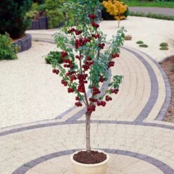 Award Winning Patio Fruit Tree Collection | Cherry, Pear & Plum | Growers' Choice -Green Glory Outlet Store visi35989