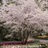 White Winter Flowering Cherry Tree | Prunus Subhirtella 'Autumnalis'