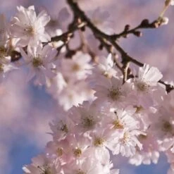 White Winter Flowering Cherry Tree | Prunus Subhirtella 'Autumnalis' -Green Glory Outlet Store whitewinter 2