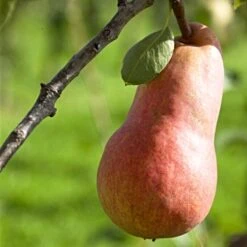 'Red Williams' Pear Tree -Green Glory Outlet Store williamsred 1
