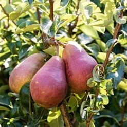 'Red Williams' Pear Tree