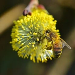 Best Mixed Native Wildlife Hedging | Growers' Choice -Green Glory Outlet Store willow tortousa