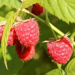 'Yummy' Patio Raspberry Plant -Green Glory Outlet Store yummy1