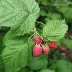 'Yummy' Patio Raspberry Plant -Green Glory Outlet Store yummy2