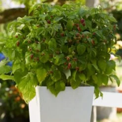 'Yummy' Patio Raspberry Plant -Green Glory Outlet Store yummy2 ab3b9673 1f5b 4caa a169 4e8b735fd36b