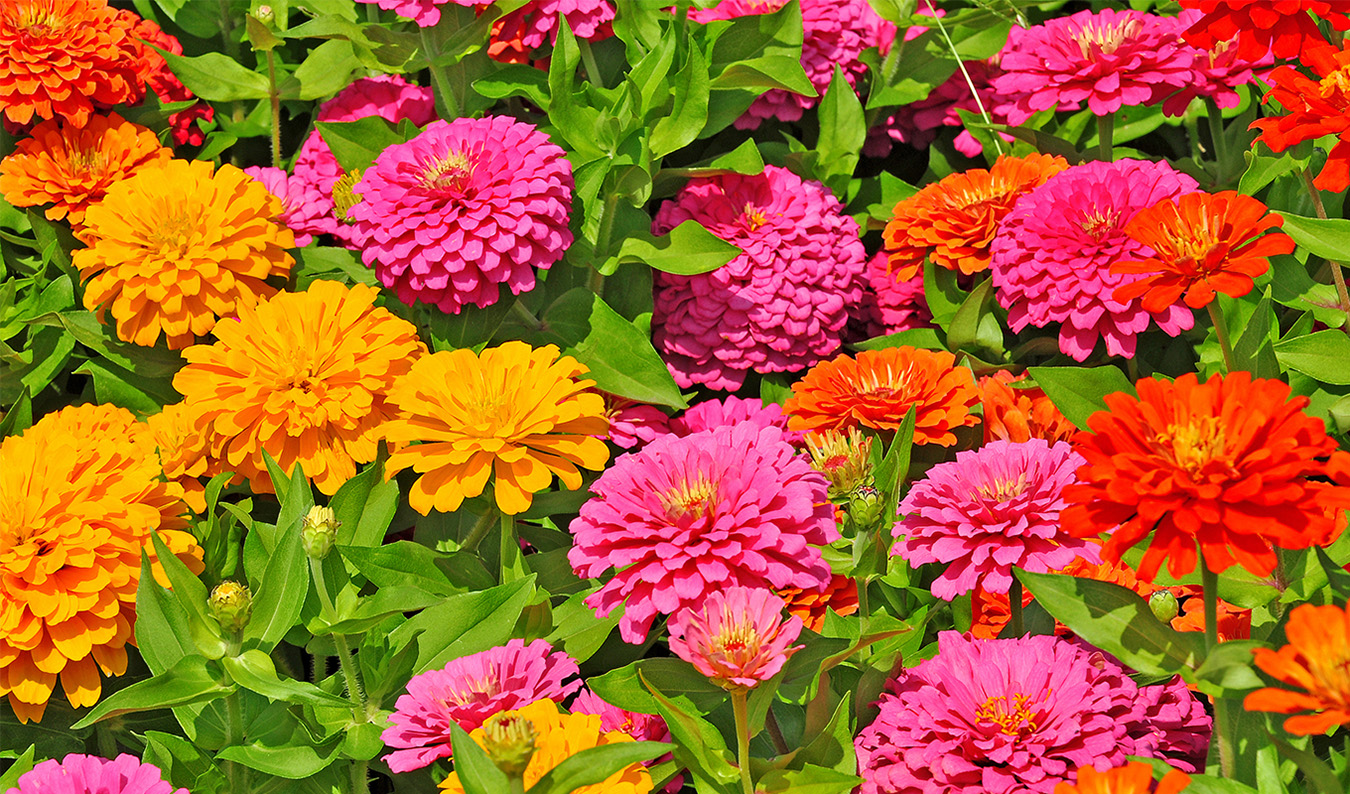 Green Glory Outlet Store -Green Glory Outlet Store Best Annual Flowers for Full Sun Zinnia