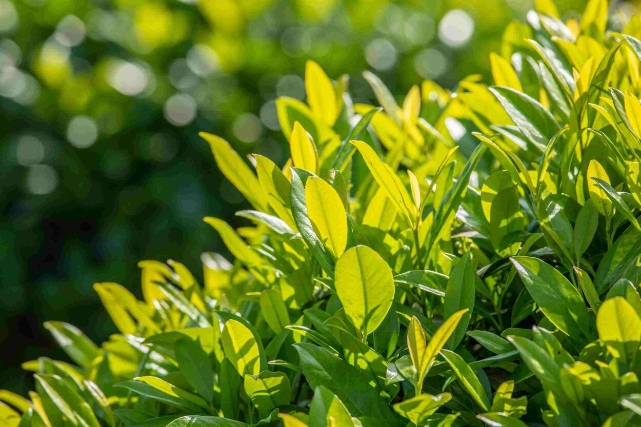 Green Glory Outlet Store -Green Glory Outlet Store haagplanten